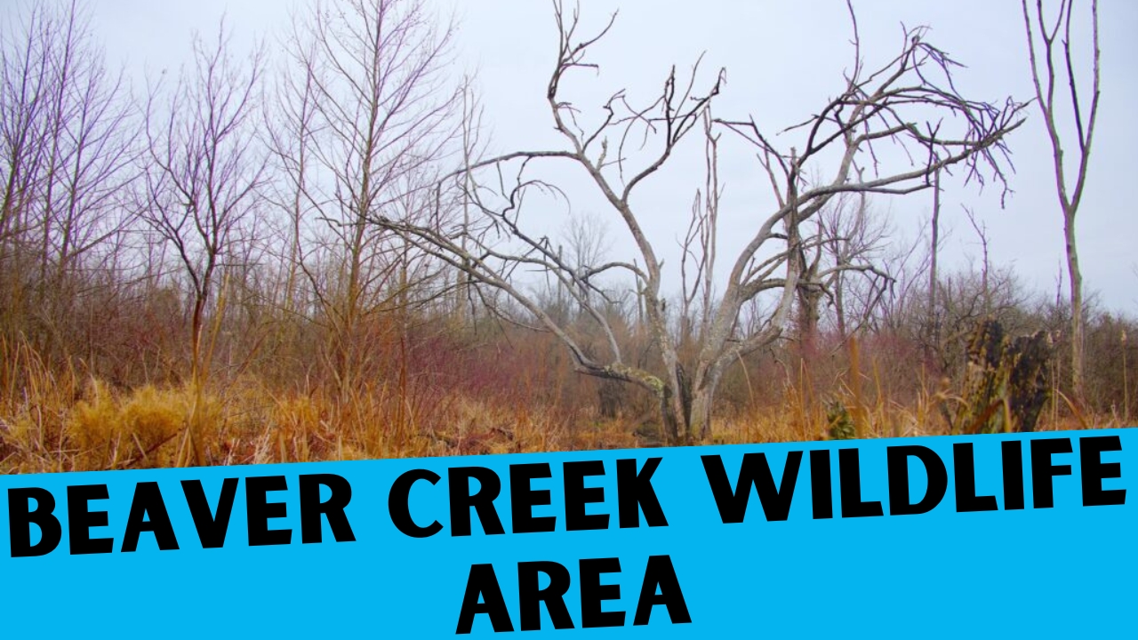 Beaver Creek Wildlife Area